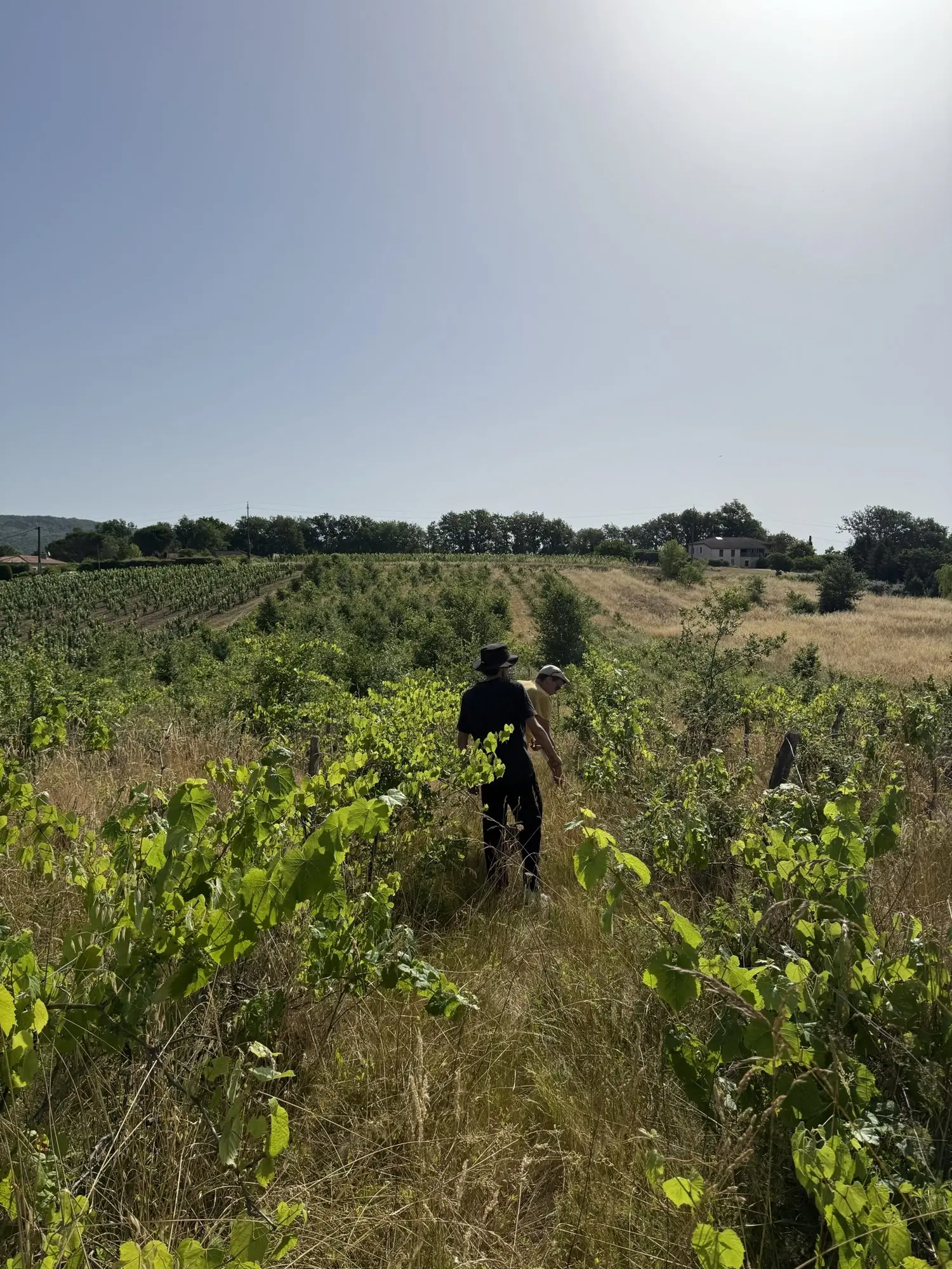 Entre deux rangs de vigne, quelqu'un s'enfonce vers le fond de la parcelle